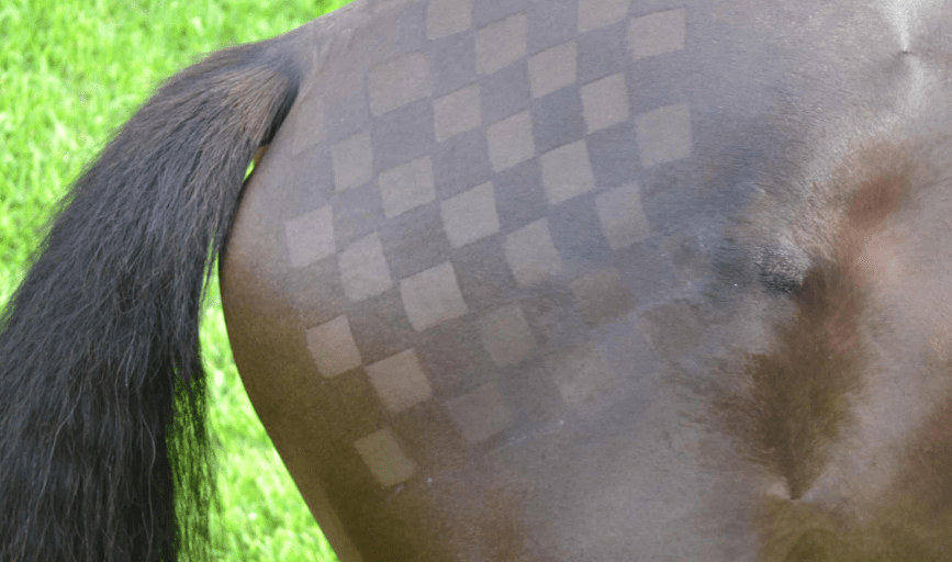 Horse Tail Trimming